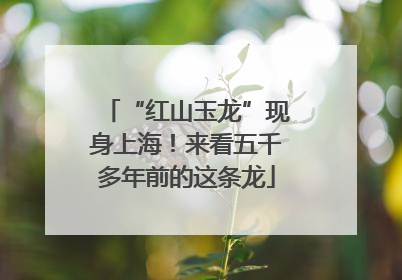 “红山玉龙”现身上海！来看五千多年前的这条龙