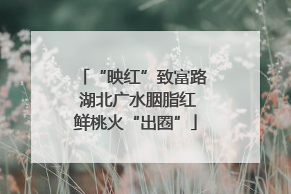 “映红”致富路 湖北广水胭脂红鲜桃火“出圈”