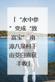 “水中参”变成“致富宝” 南漳八泉村千亩茭白喜获丰收