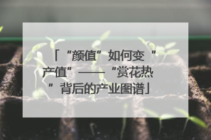 “颜值”如何变“产值”——“赏花热”背后的产业图谱