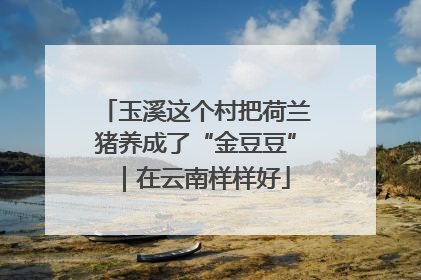 玉溪这个村把荷兰猪养成了“金豆豆”｜在云南样样好