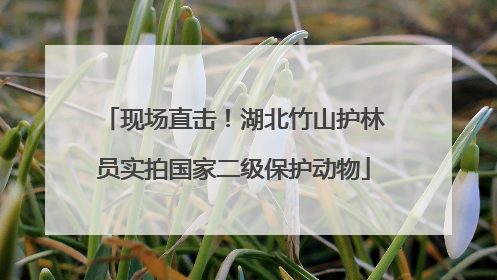 现场直击！湖北竹山护林员实拍国家二级保护动物