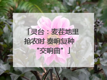 灵台：麦茬地里抢农时 奏响复种“交响曲”