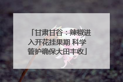 甘肃甘谷：辣椒进入开花挂果期 科学管护确保大田丰收