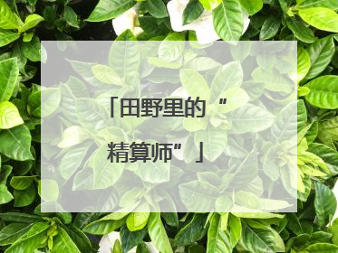 田野里的“精算师”