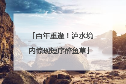 百年重逢！泸水境内惊现短序醉鱼草