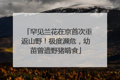 罕见兰花在京首次重返山野！极度濒危，幼苗曾遭野猪啃食