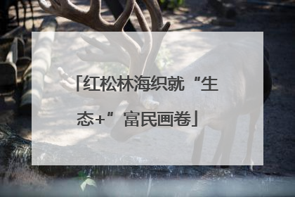 红松林海织就“生态+”富民画卷