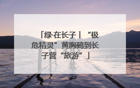 绿·在长子丨“极危精灵”黄胸鹀到长子营“旅游”