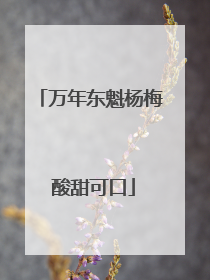 万年东魁杨梅 酸甜可口