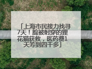 上海市民接力找寻7天！脸被射穿的狸花猫获救，医药费1天筹到四千多