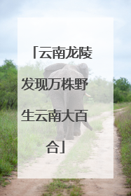 云南龙陵发现万株野生云南大百合