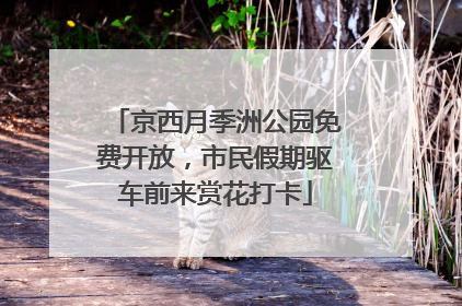 京西月季洲公园免费开放，市民假期驱车前来赏花打卡