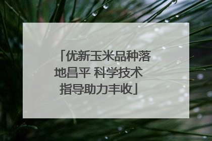 优新玉米品种落地昌平 科学技术指导助力丰收