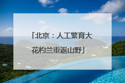 北京：人工繁育大花杓兰重返山野