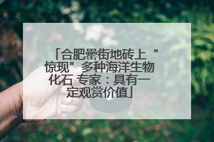 合肥罍街地砖上“惊现”多种海洋生物化石 专家：具有一定观赏价值