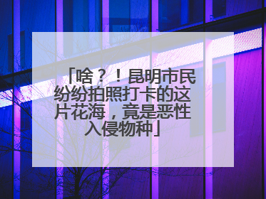 啥？！昆明市民纷纷拍照打卡的这片花海，竟是恶性入侵物种