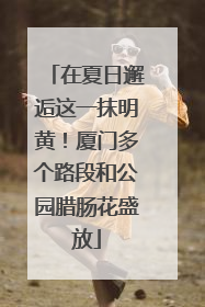 在夏日邂逅这一抹明黄！厦门多个路段和公园腊肠花盛放