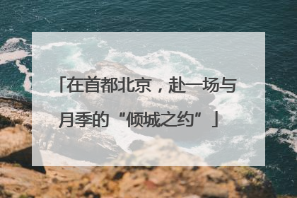 在首都北京，赴一场与月季的“倾城之约”