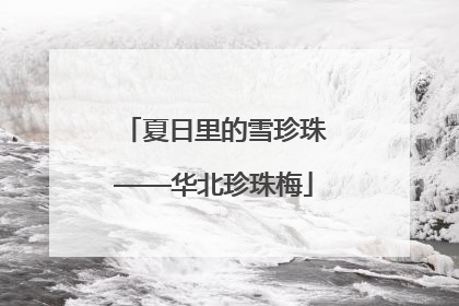 夏日里的雪珍珠——华北珍珠梅