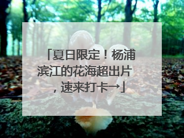 夏日限定！杨浦滨江的花海超出片，速来打卡→