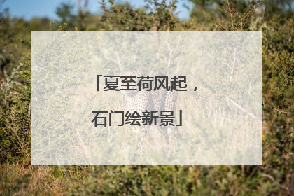 夏至荷风起，石门绘新景