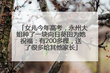 女儿今年高考，永州大姐种了一块向日葵田为她祝福：有200多棵，送了很多给其他家长