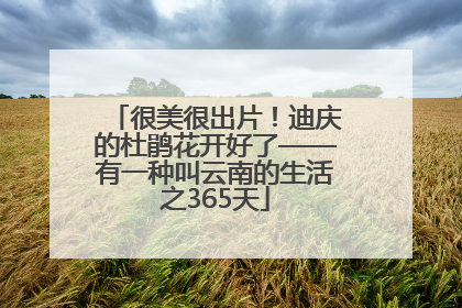 很美很出片！迪庆的杜鹃花开好了——有一种叫云南的生活之365天