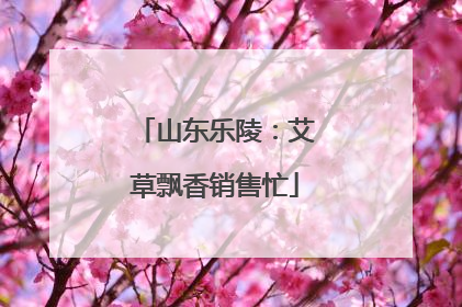 山东乐陵：艾草飘香销售忙