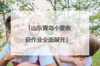 山东青岛小麦收获作业全面展开