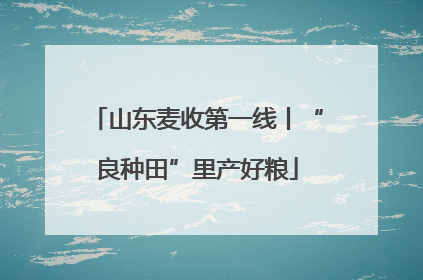 山东麦收第一线丨“良种田”里产好粮