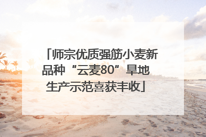 师宗优质强筋小麦新品种“云麦80”旱地生产示范喜获丰收