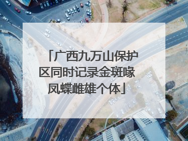 广西九万山保护区同时记录金斑喙凤蝶雌雄个体
