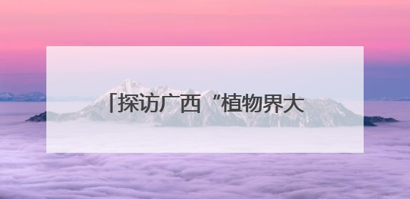 探访广西“植物界大熊猫”银杉发现地