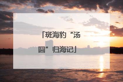 斑海豹“汤圆”归海记