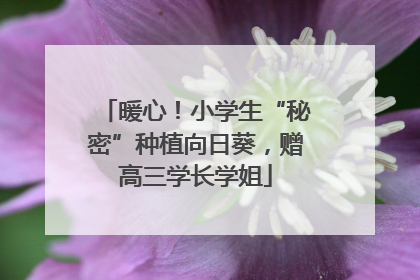 暖心！小学生“秘密”种植向日葵，赠高三学长学姐