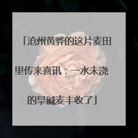 沧州黄骅的这片麦田里传来喜讯：一水未浇的旱碱麦丰收了