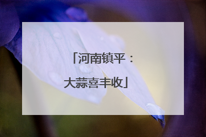 河南镇平：大蒜喜丰收