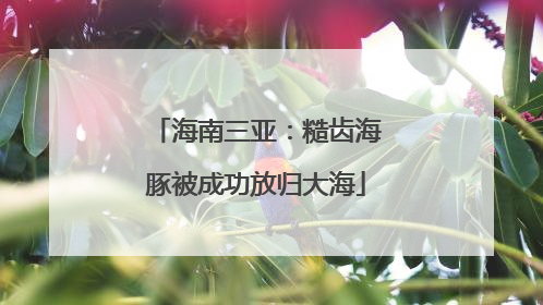 海南三亚：糙齿海豚被成功放归大海