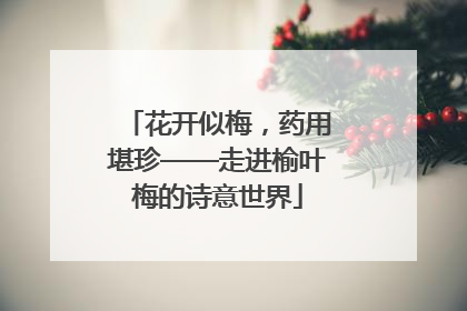 花开似梅，药用堪珍——走进榆叶梅的诗意世界