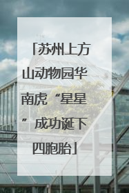 苏州上方山动物园华南虎“星星”成功诞下四胞胎