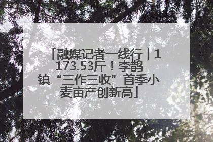 融媒记者一线行丨1173.53斤！李鹊镇“三作三收”首季小麦亩产创新高