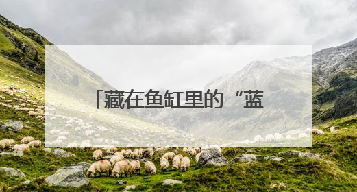藏在鱼缸里的“蓝海”：拼多多“千亿扶持”加速激活西部水族大市场