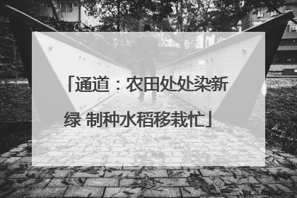 通道：农田处处染新绿 制种水稻移栽忙