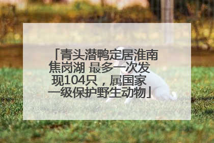 青头潜鸭定居淮南焦岗湖 最多一次发现104只，属国家一级保护野生动物