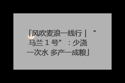 风吹麦浪一线行｜“马兰 1 号”：少浇一次水 多产一成粮