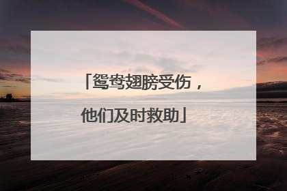鸳鸯翅膀受伤，他们及时救助