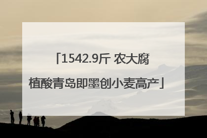 1542.9斤 农大腐植酸青岛即墨创小麦高产