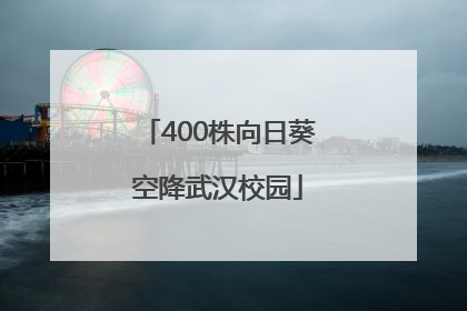 400株向日葵空降武汉校园